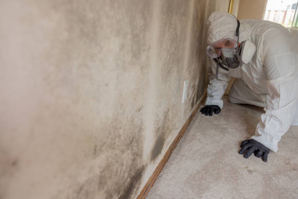 Best Mold Odor Removal Services  in Whitemarsh Island, GA